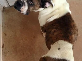 ~MIA~ Available for Adoption in North Carolina.