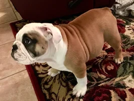 ~ENTER HERE~ February 2019 Bulldog of the Month - BE MY BULLY-TINE!