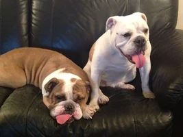 Tippy tongue