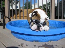 Doggles