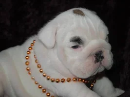 New EB pup coming home soon and a thank you to all friends here on EBN