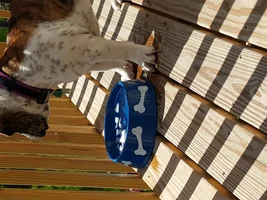 advice on summer with bully