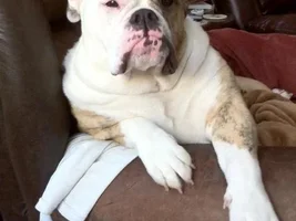 I'm looking to adopt a bulldog! Huntington beach Ca, phx, nv