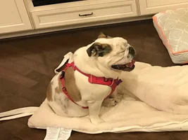 ~ENTER HERE~ April Bulldog of the Month Contest "BEAUTIFUL BULLDOG SMILE"