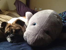 Nap time with Murray and the manatee
