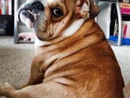 June 2014 Bulldog of the Month Contest ~ENTER HERE~