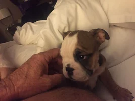 New Bully!