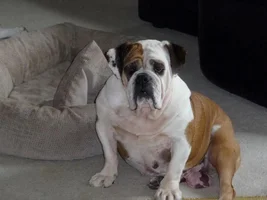 ~Matilda~English Bulldog Available for Adoption in Illinois