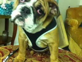 Neuter at 6 mo will keep puppy features?