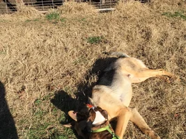 Cash meets pigs for first time 🐷