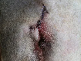 Tail amputation - looking for some advice please!