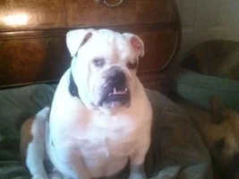 SOPHIE AND SPANKY English Bulldog: An adoptable dogs in NJ