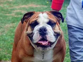 ~ENTER HERE~ March Bulldog of the Month ~ BIG FAT BULLY HEADS!