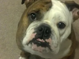 a vegas-like stew for Lola's potential allergy situation (one bonus snore video)