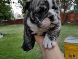 English bulldog newbie..hi
