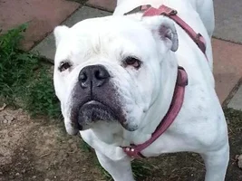 ~ PRECIOUS ~ Beautiful English Bulldog for adoption in Detroit, Michigan