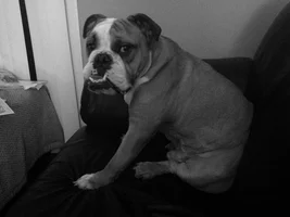 Black and white bulldog pics!!!