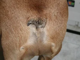 Tail Amputation Surgery