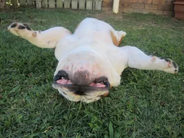 Upside Down Bullies