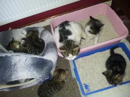 Rescue mum cat and 5 kittens