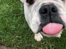 ~Dixie~English Bulldog Available for Adoption in Ohio