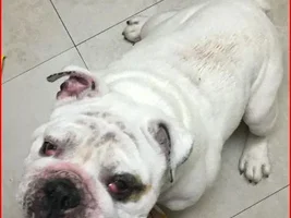 ~Rambo~English Bulldog Available for Adoption in Florida