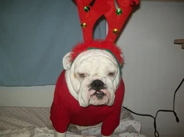 Someone is ready for Christmas.  2014.