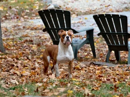 Does feeding a BARF produce a more muscular dog compared to kibble?