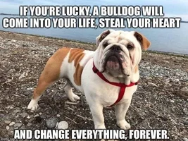 Reputable breeder