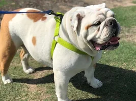~Diesel Day Lewis~English Bulldog Available for Adoption in Texas