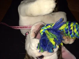 My dog is a genius!