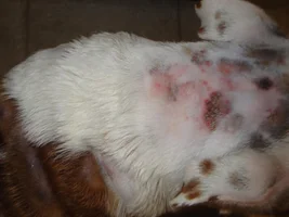 Kooper: skin still horrible and runny stool!