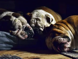 ~ENTER HERE~ March 2019 Bulldog of the Month Contest: BIG FAT BULLY HEADS