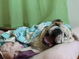 2014 English Bulldog News Beautiful Bullies Calendar:  Submit your photos HERE!