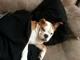 2014 English Bulldog News Beautiful Bullies Calendar: Submit your photos HERE!