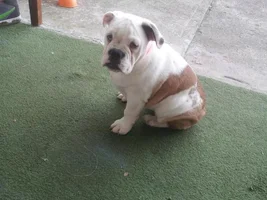 need help , something may be wrong with lucy!