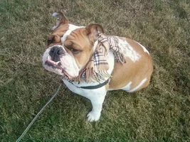 2014 English Bulldog News Beautiful Bullies Calendar:  Submit your photos HERE!