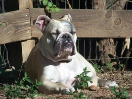 2014 English Bulldog News Beautiful Bullies Calendar:  Submit your photos HERE!