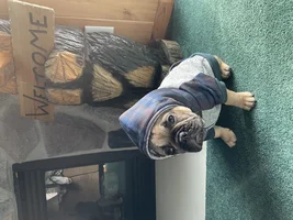 ~ENTER HERE~  Bulldog of the Month Contest "ALL DRESSED UP"