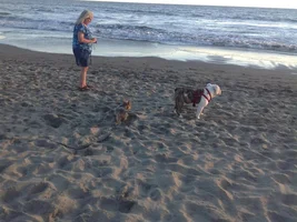 Walley-Bubba's trip to Stinson Beach, NCAL.