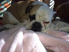 MARIGOLD: Available for adoption in Belmar, NJ.