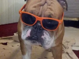 Fromm Family Foods World's Funniest Bulldog Contest ~ENTER HERE~