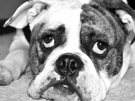 Update on TBone: Cherry Eye