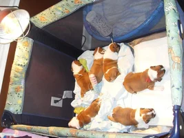 Update on Gypsy's 4 week old puppies