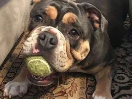 ~Coco~English Bulldog Available for Adoption in Oregon