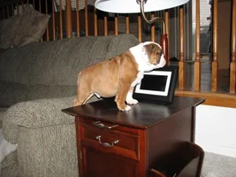 Bulldogs and tabletops.......