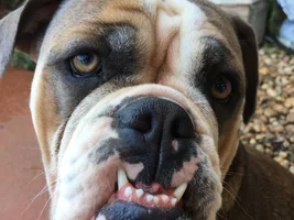 ~ENTER HERE~ October Bulldog of the Month - TOOFS AND FANGS-
