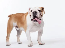 Our bulldog Mack has been diagnosed with lymphoma