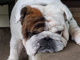 ~ENTER HERE~ August Bulldog of the Month ~LAZY BULLDOGS~