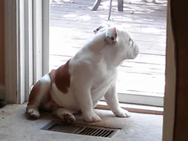 Bullies looking OUT or IN